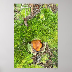 Mushroom en Moss Foto Poster