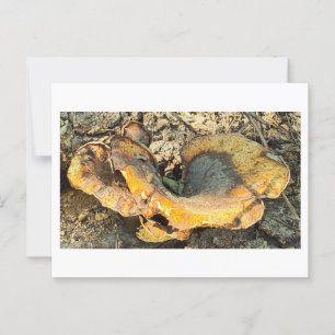 Mushroom Photo Briefkaart