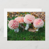 mushroom town briefkaart (Voorkant / Achterkant)