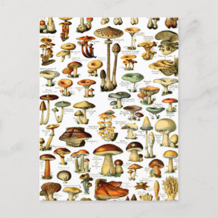 MUSHROOMMEN 4 BRIEFKAART