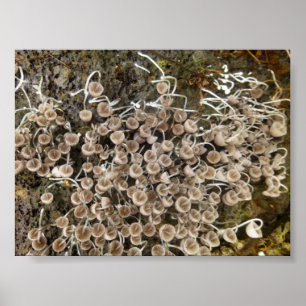 MUSHROOMS BIG ISLAND HAWAII POSTER