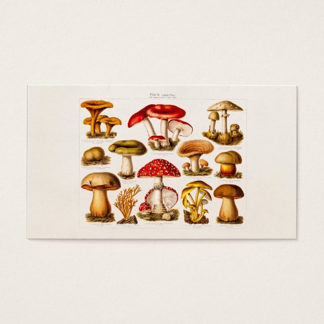 Mushrooms de la variety rouge (Devant)