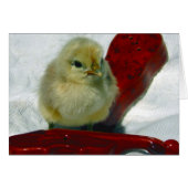 Musical Chick (Voorkant Horizontaal)