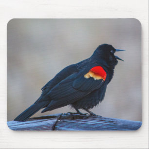 Musical Redwing Blackbird in Marsh  Muismat