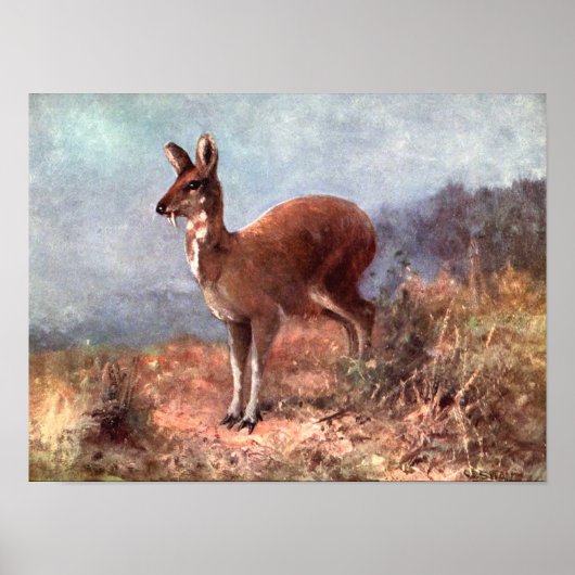 Musk Deer by CE Swan,  wilde dieren Poster (Voorkant)