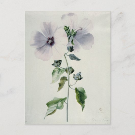 Musk Mallow, 18e eeuw Briefkaart (Voorkant)