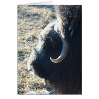 Musk Ox