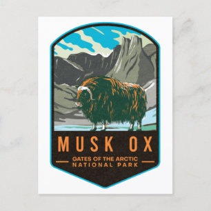 Musk Ox Gates Of The Arctic National Park Briefkaart