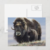 Musk Ox met Calf Briefkaart (Voorkant / Achterkant)