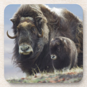 Musk Ox met Calf Drankjes Onderzetter
