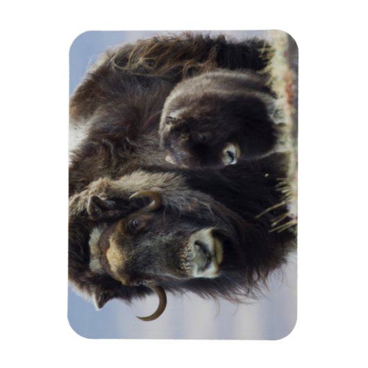 Musk Ox met Calf Magneet (Verticaal)