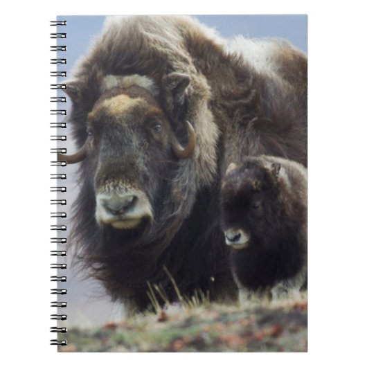 Musk Ox met Calf Notitieboek (Voorkant)