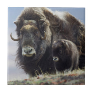 Musk Ox met Calf Tegeltje