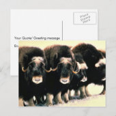 Musk Oxen Briefkaart (Voorkant / Achterkant)