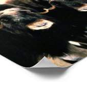 Musk Oxen Poster (Hoek)