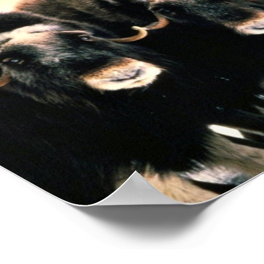 Musk Oxen Poster (Hoek)