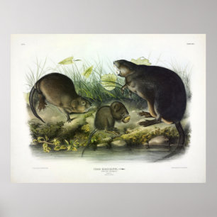 Musk-Rat, Muskrat, Ondatra zibethicus, door Audubo Poster