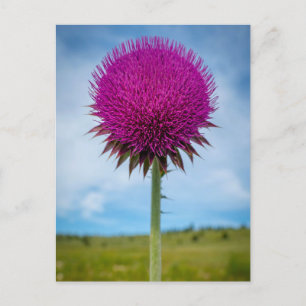 Musk Thistle Foto Briefkaart