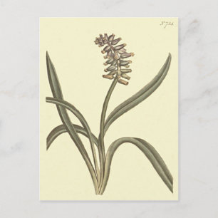 Muskdruifhyacint Botanische Illustratie Briefkaart