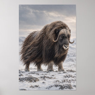 Muskos in Besneeuwde Toendra Natuurlijke Muurkunst Poster