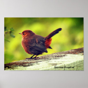 Muskovogel op tak Poster