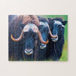 Muskox Alaska. Legpuzzel