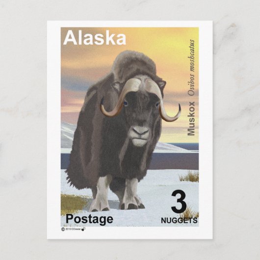Muskox Briefkaart (Voorkant)