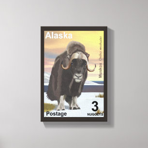Muskox Canvas Afdruk