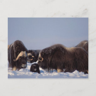 muskox, moschatus Ovibos, stier en koe met Briefkaart
