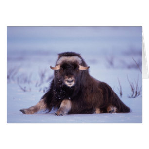 muskox, Ovibos moschatus, jeune taureau