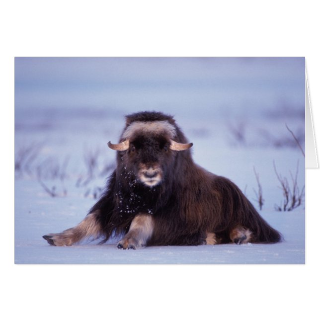 muskox, Ovibos moschatus, jonge stier (Voorkant Horizontaal)