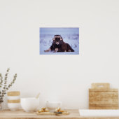 muskox, Ovibos moschatus, jonge stier op de Poster (Keuken)