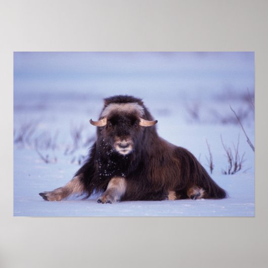 muskox, Ovibos moschatus, jonge stier op de Poster (Voorkant)