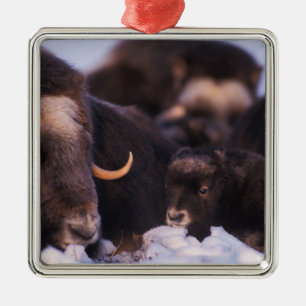 muskox, Ovibos moschatus, koe met pasgeborene; Metalen Ornament