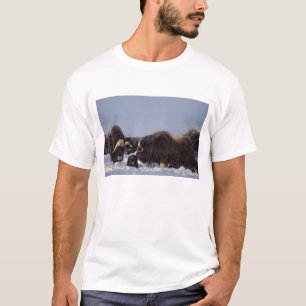 muskox, Ovibos moschatus, stier en koe T-shirt