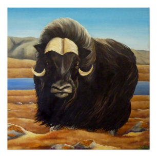 Muskox Painting Canadian Wildlife Poster Print Perfect Poster
