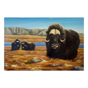 Muskox Painting Canadian Wildlife Poster Print Perfect Poster