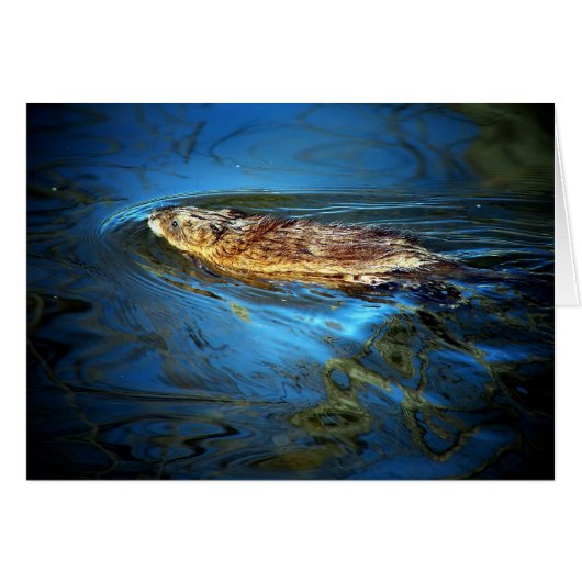 Muskrat (Voorkant Horizontaal)