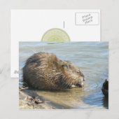 Muskrat Briefkaart. Briefkaart (Voorkant / Achterkant)