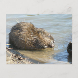 Muskrat Briefkaart. Briefkaart