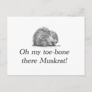 Muskrat   Carte postale