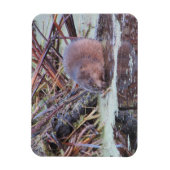 Muskrat Magneet (Verticaal)