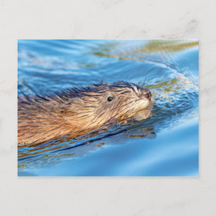 Muskrat op Vassar Boerderijen Ecological Preserve Briefkaart