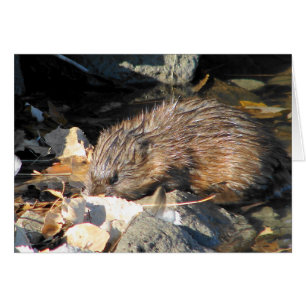 Muskrat sur terre