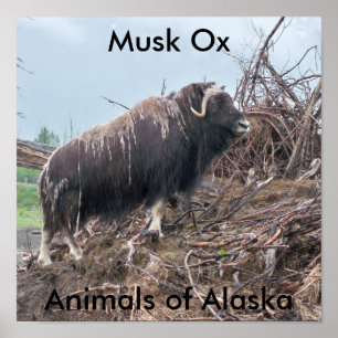 Muskus ox-dieren van het Alaska-Poster Poster