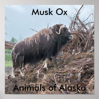 Muskus ox-dieren van het Alaska-Poster Poster