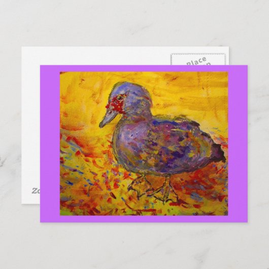 muskuseend briefkaart (Voorkant / Achterkant)