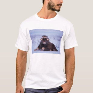 muskusos, Ovibos moschatus, jonge stier T-shirt