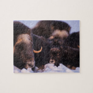 muskusos, Ovibos moschatus, koe met pasgeborene, Legpuzzel