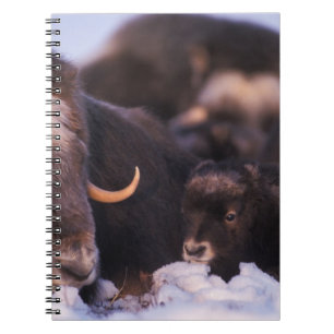 muskusos, Ovibos moschatus, koe met pasgeborene, Notitieboek